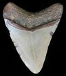 Bargain, Megalodon Tooth - North Carolina #59124-1